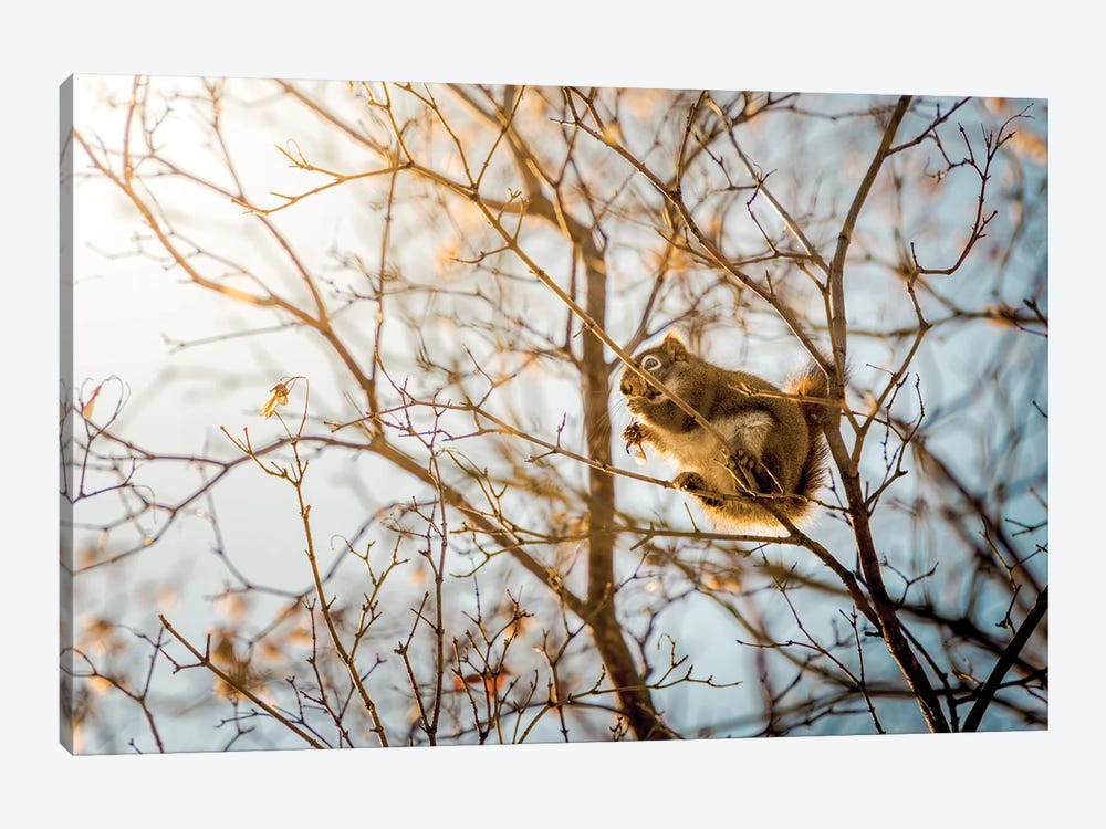 Squirrel Sitting On The Branches by Nik Rave 1-piece Canvas Art Print