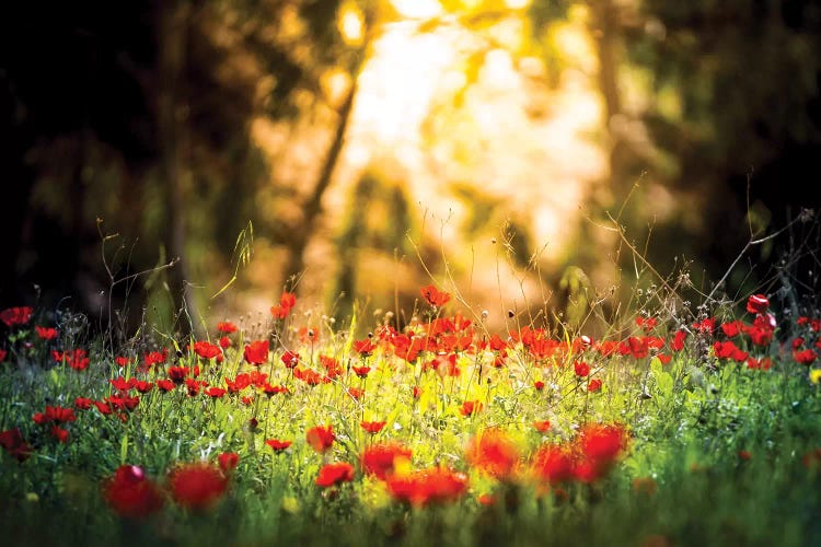 Tulips Field In A Sunlight