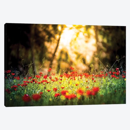 Tulips Field In A Sunlight Canvas Print #NRV86} by Nik Rave Art Print