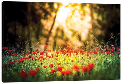 Tulips Field In A Sunlight Canvas Art Print - Nik Rave