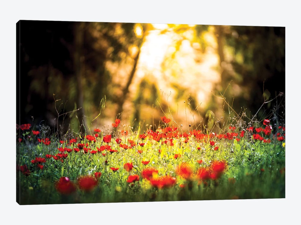 Tulips Field In A Sunlight by Nik Rave 1-piece Canvas Art