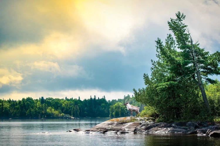 Caribou Posing On The Shore Of Lake by Nik Rave wall art
