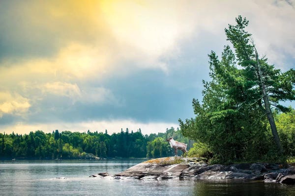 Caribou Posing On The Shore Of Lake