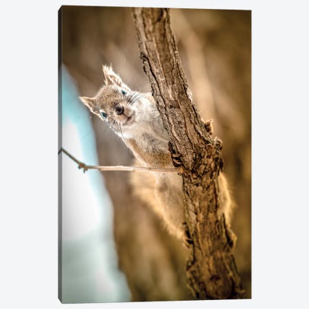 Squirrel Looking To The Camera Close Up Canvas Print #NRV89} by Nik Rave Canvas Art