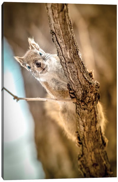 Squirrel Looking To The Camera Close Up Canvas Art Print - Squirrel Art