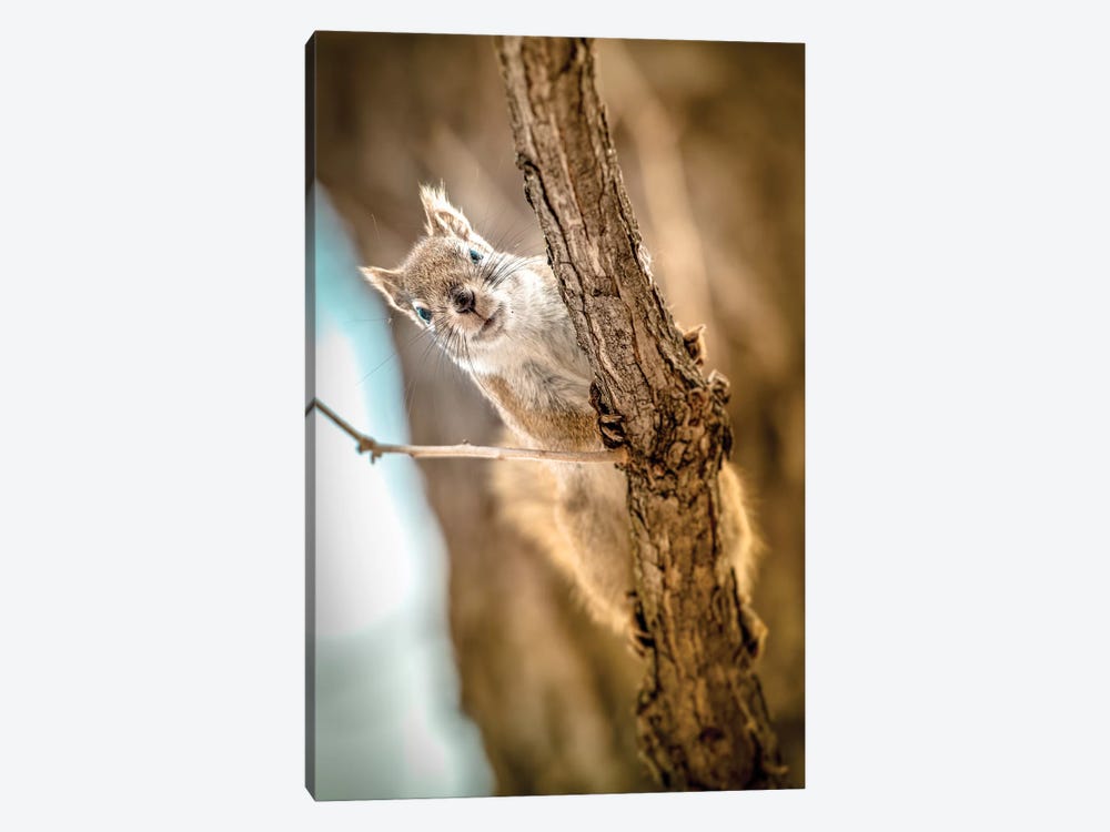 Squirrel Looking To The Camera Close Up by Nik Rave 1-piece Canvas Print