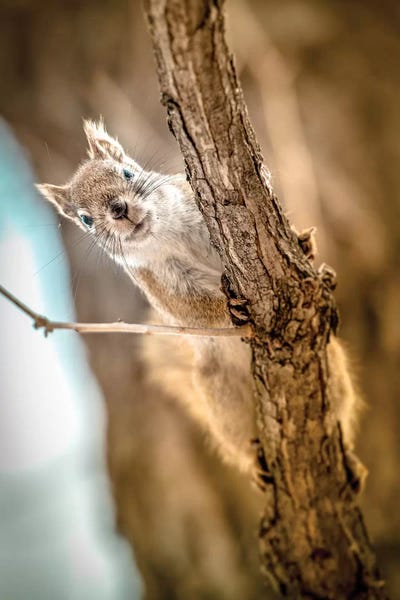 Rodents: Squirrel Looking To The Camera Close Up by Nik Rave