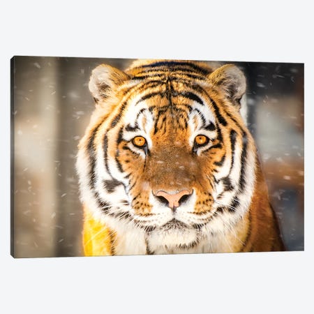 Approaching Tiger In Winter Close Up Canvas Print #NRV8} by Nik Rave Canvas Print