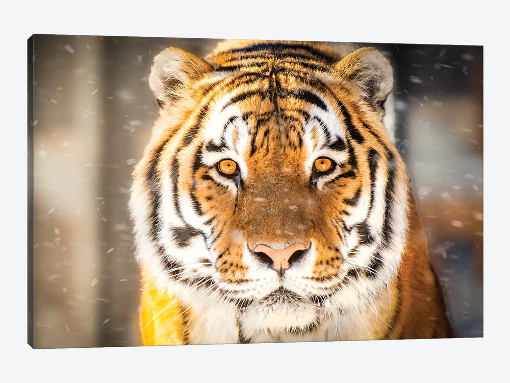 Approaching Tiger In Winter Close Up by Nik Rave 1-piece Canvas Artwork