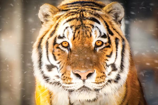 Nik Rave: Approaching Tiger In Winter Close Up by Nik Rave