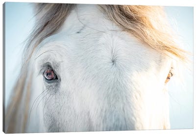 White Horse Eyes Canvas Art Print - Nik Rave
