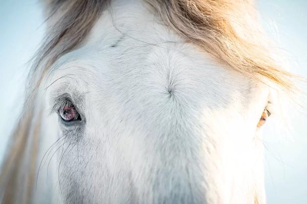Nik Rave: White Horse Eyes by Nik Rave