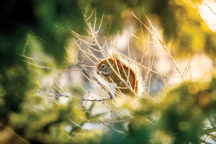 Squirrel Surrounded By Leaves And Light