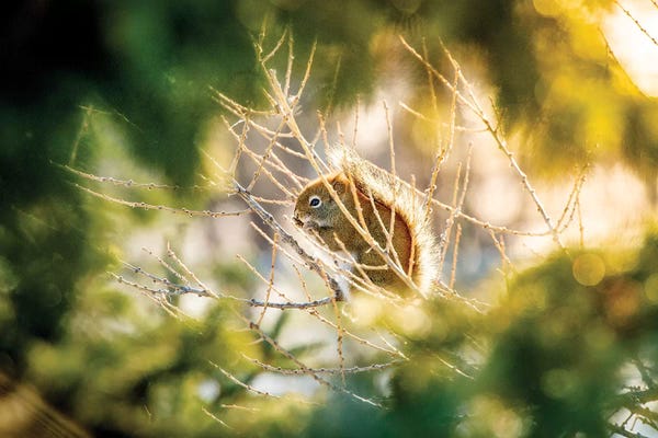 Squirrels: Squirrel Surrounded By Leaves And Light by Nik Rave