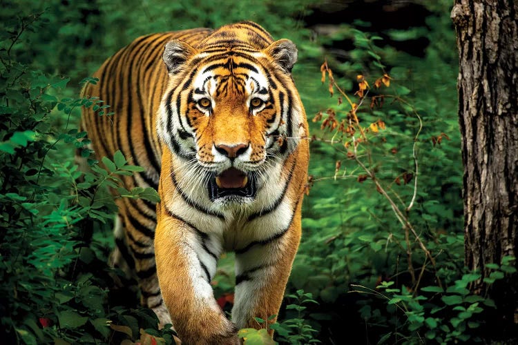 Tiger Walking Through The Forest