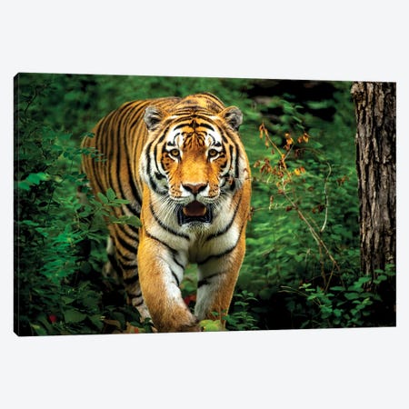 Tiger Walking Through The Forest Canvas Print #NRV92} by Nik Rave Canvas Art Print