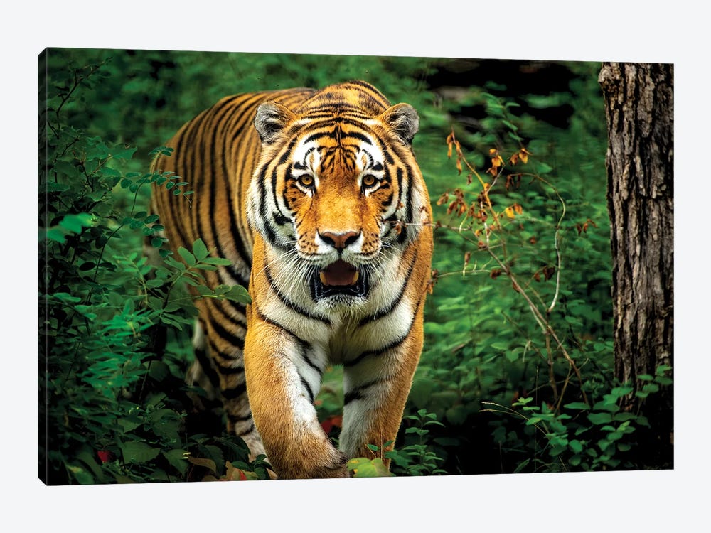 Tiger Walking Through The Forest by Nik Rave 1-piece Art Print