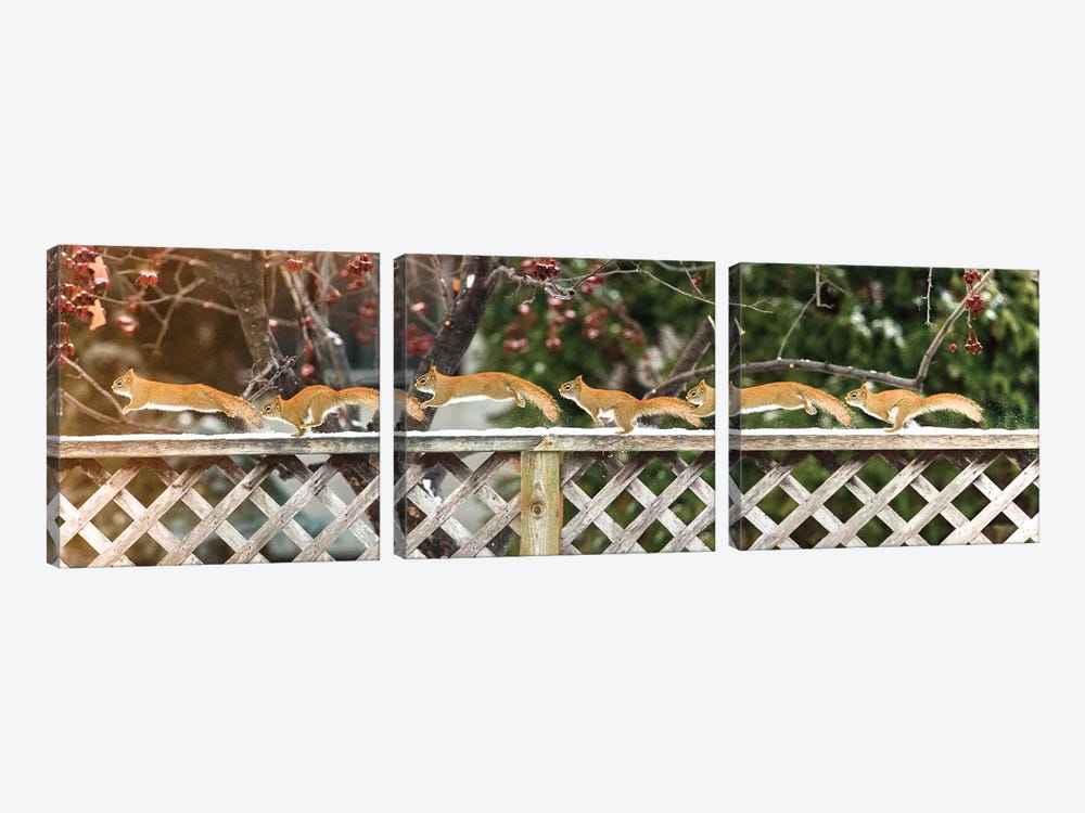 Sequence Of Running Squirrel by Nik Rave 3-piece Canvas Print