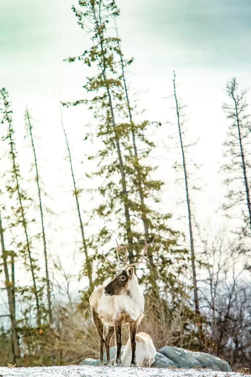 Caribou Posing On The Top Of The Hill