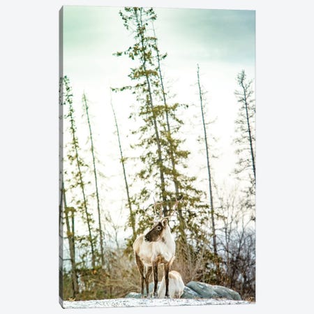 Caribou Posing On The Top Of The Hill Canvas Print #NRV96} by Nik Rave Canvas Wall Art