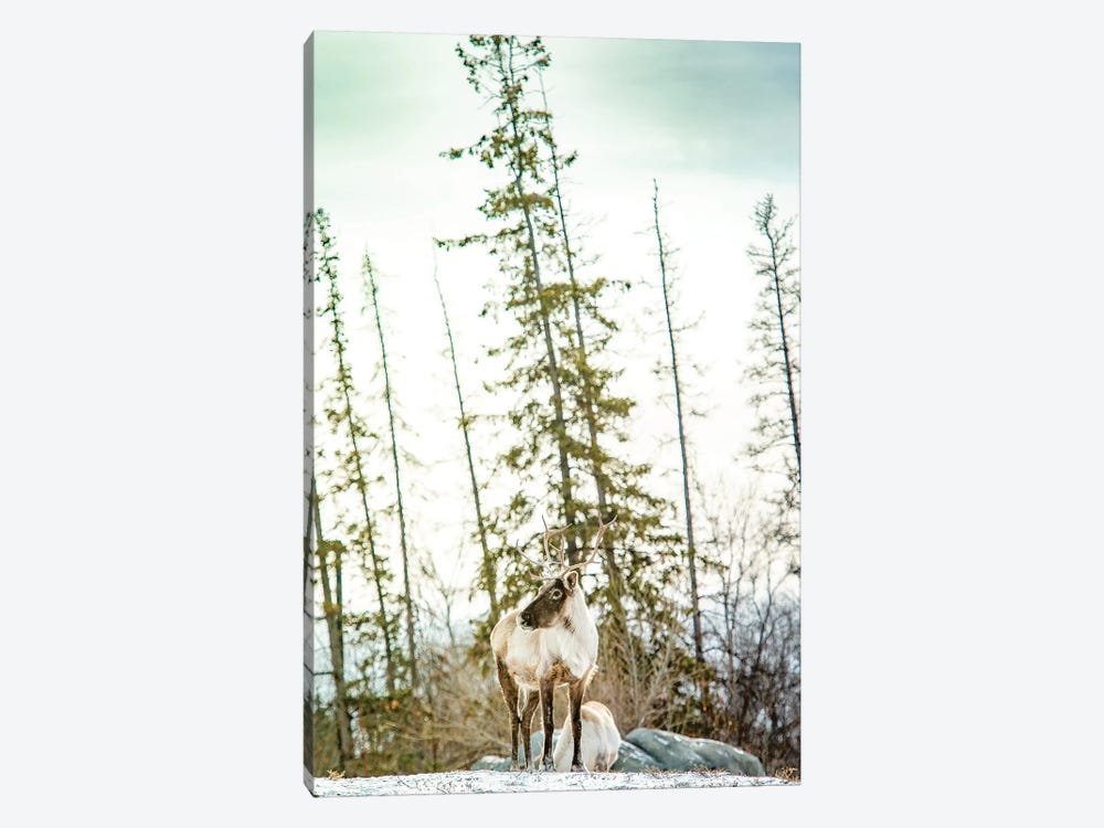 Caribou Posing On The Top Of The Hill by Nik Rave 1-piece Canvas Art Print