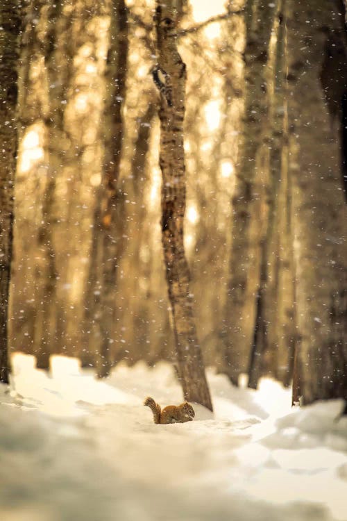 Squirrel In A Deep Snow by Nik Rave wall art