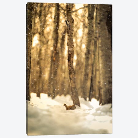 Squirrel In A Deep Snow Canvas Print #NRV98} by Nik Rave Art Print