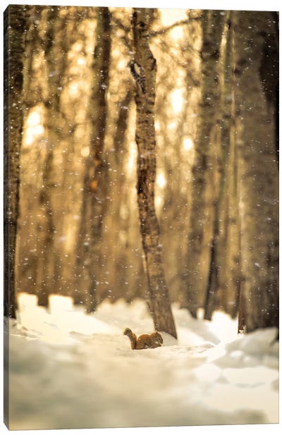 Squirrel In A Deep Snow Canvas Art Print - Nik Rave