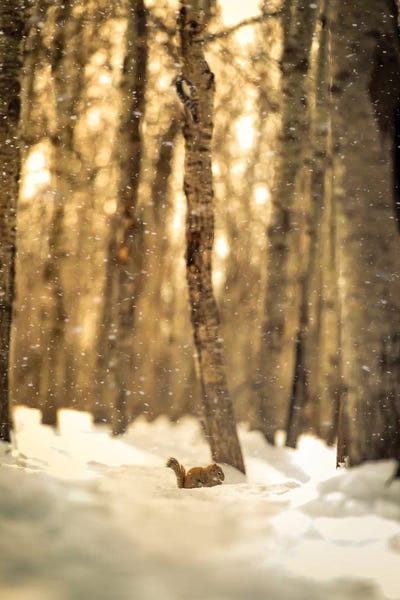 Aspen Trees: Squirrel In A Deep Snow by Nik Rave