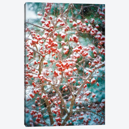 Red Wild Apples Snowfall Canvas Print #NRV99} by Nik Rave Canvas Print