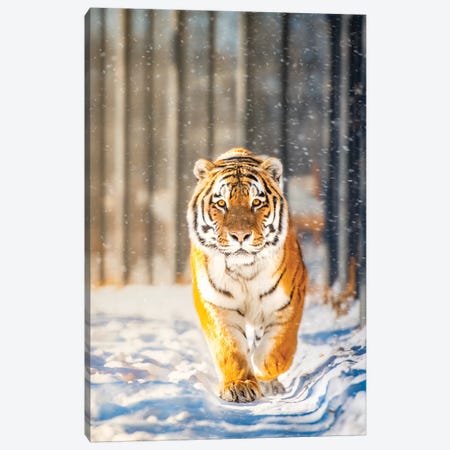Approaching Tiger In Winter Canvas Print #NRV9} by Nik Rave Canvas Art Print