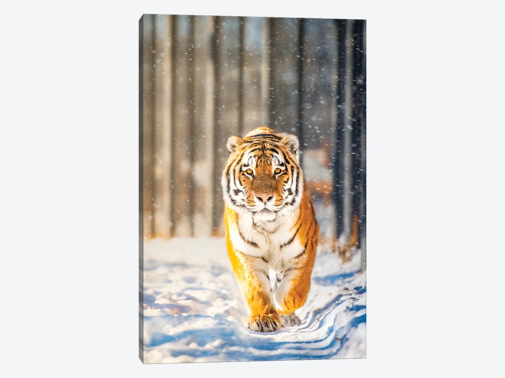 Approaching Tiger In Winter by Nik Rave 1-piece Canvas Art Print