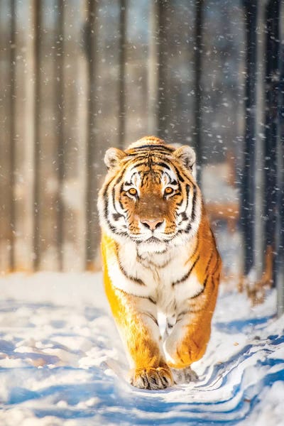 Nik Rave: Approaching Tiger In Winter by Nik Rave