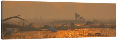 Spotted Deer Magical Land Canvas Art Print - Nitin Sonawane