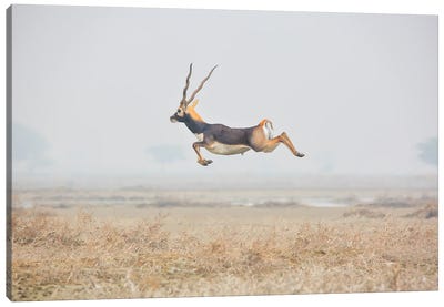 Riding On Air Canvas Art Print - Antelope Art