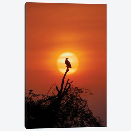 Osprey In Sunset Canvas Print #NSN17} by Nitin Sonawane Art Print
