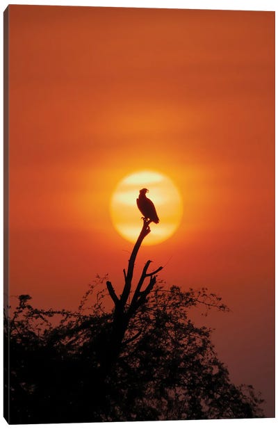 Osprey In Sunset Canvas Art Print