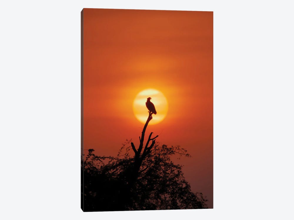 Osprey In Sunset by Nitin Sonawane 1-piece Canvas Artwork