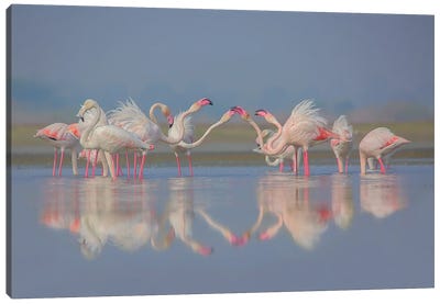 Flamingo Festival Blue Canvas Art Print - Flamingo Art