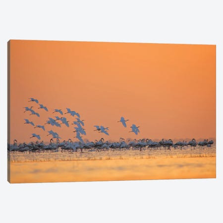 Egret In Sunset Canvas Print #NSN20} by Nitin Sonawane Art Print