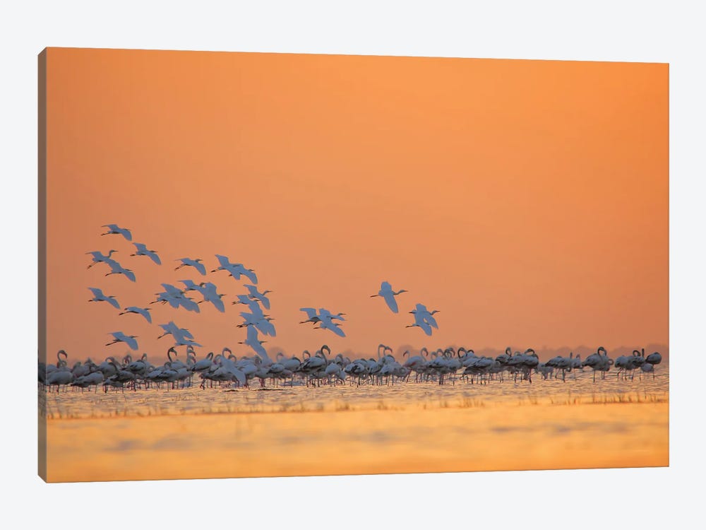 Egret In Sunset by Nitin Sonawane 1-piece Canvas Wall Art