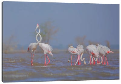 Flamingo Canvas Art Print - Nitin Sonawane