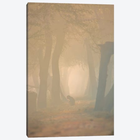 Macaque In Mist Canvas Print #NSN26} by Nitin Sonawane Canvas Artwork