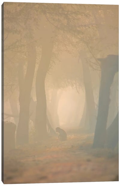 Macaque In Mist Canvas Art Print - Nitin Sonawane