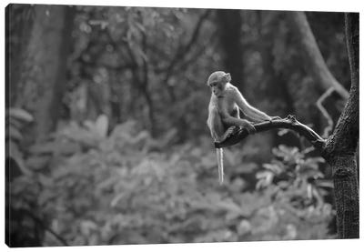 Macaques Tree Bw Canvas Art Print - Nitin Sonawane