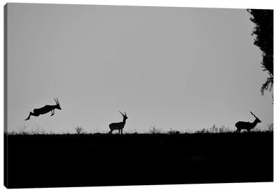 Blackbuck Jump Canvas Art Print - Antelope Art