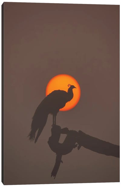 Peafowl In Sun Canvas Art Print - Nitin Sonawane