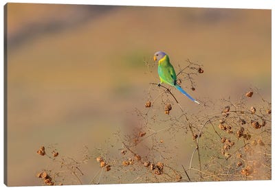 Plum-Headed Parakeet Canvas Art Print - Parakeet Art