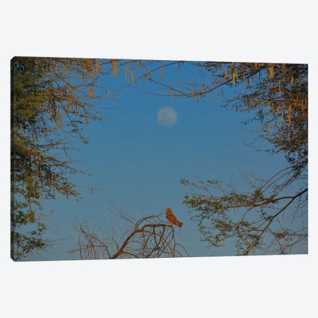 Short-Eared Owl In Moon Frame Canvas Print #NSN47} by Nitin Sonawane Canvas Wall Art