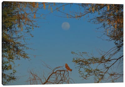 Short-Eared Owl In Moon Frame Canvas Art Print - Nitin Sonawane